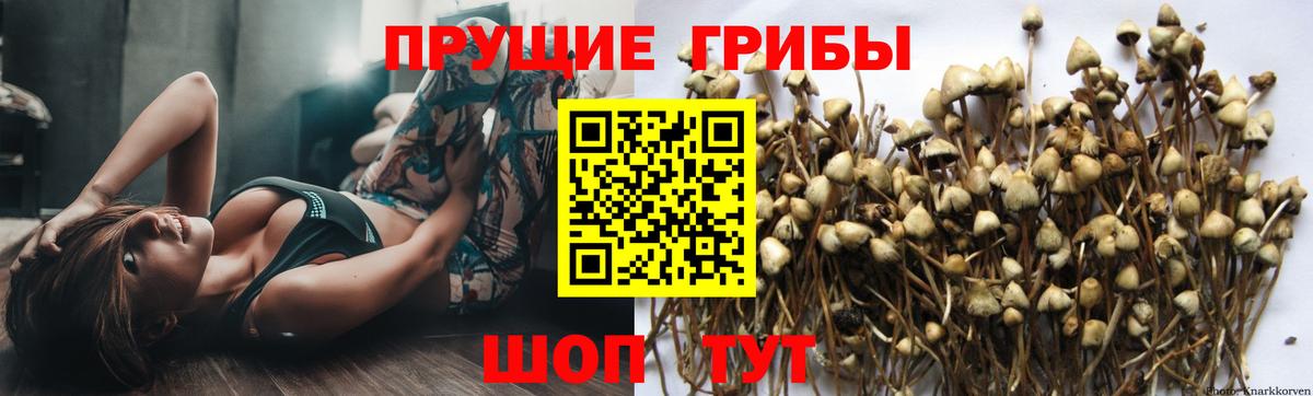 Галлюциногенные грибы Psilocybine cubensis Горно-Алтайск